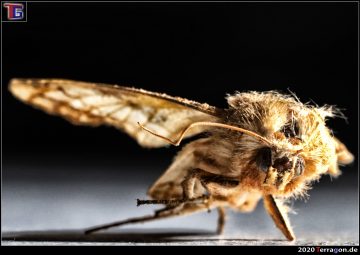 Horror im Wohnzimmer: Immer mehr Menschen finden dieses Tier auf der Fensterbank!