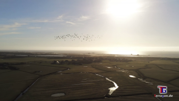 Tanz mit den Vögeln