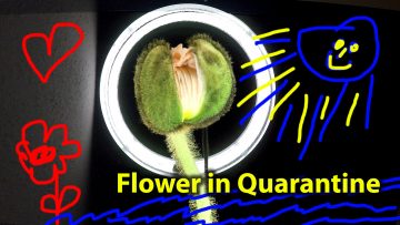 Studie beweist: Das passiert mit Blumen in Quarantäne!