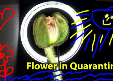 Studie beweist: Das passiert mit Blumen in Quarantäne!