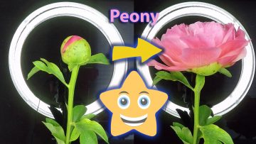 Wunderschön: Pfingstrose blüht auf!