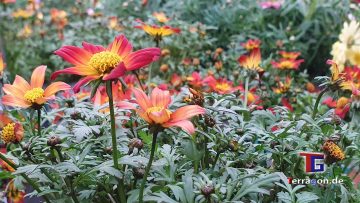 Echte Blumenwiese oder Baumarkt: Erkennst Du den Unterschied?