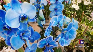 Echte Blumenwiese oder Baumarkt: Erkennst Du den Unterschied?