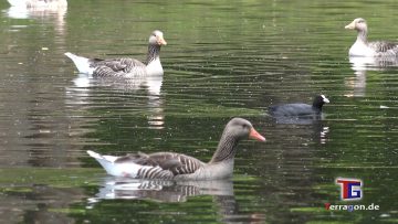 Die Wildnis vor der Tür: Wildlife Animals im Georgengarten Hannover