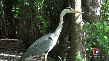 Die Wildnis vor der Tür: Wildlife Animals im Georgengarten Hannover