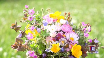 In der Abendsonne: Am Rande der Herrenhäuser Gärten in Hannover