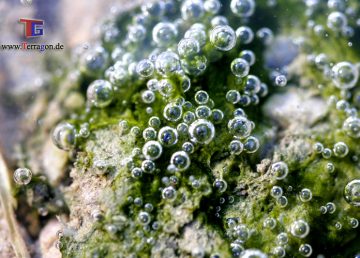 Künstler deckt auf: Die geheime Unterwasserwelt der Algen