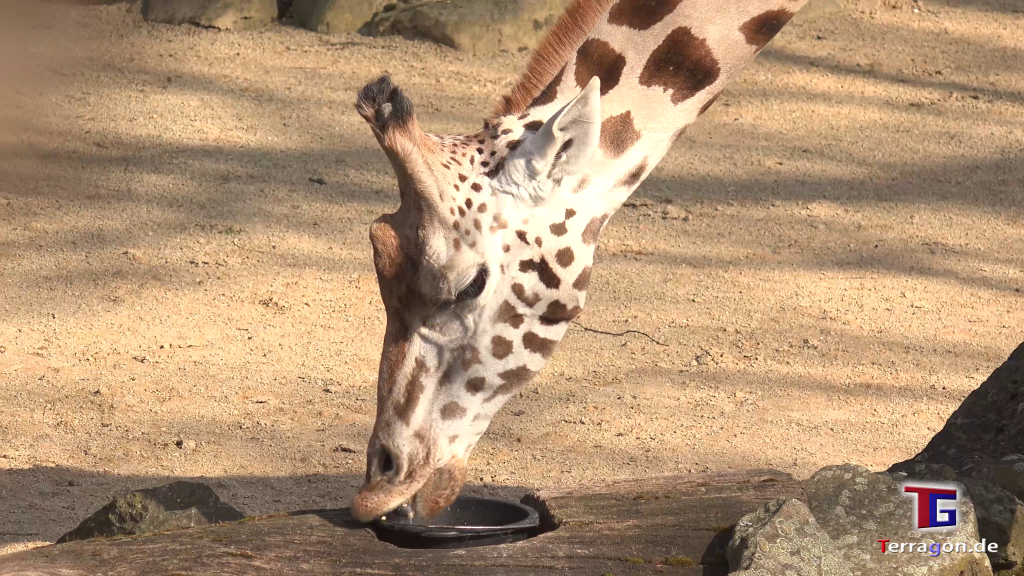 Affe, Löwe, Giraffe: Ein Tag im Zoo Hannover
