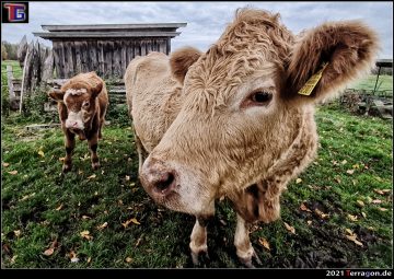 Terragon.de: Radtour von Meinersen nach Gifhorn