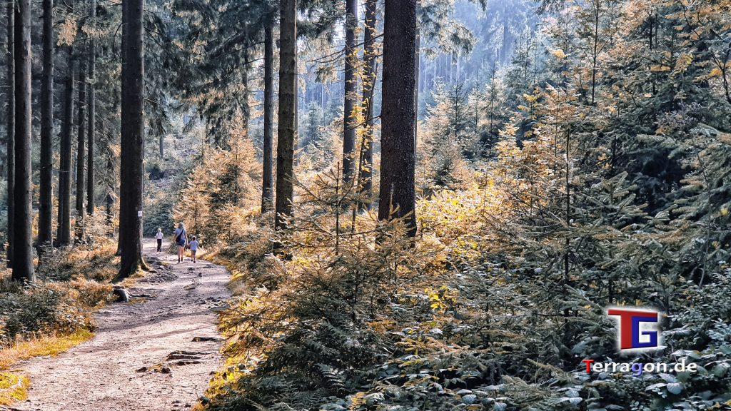 Terragon.de: Herbstliche Natur am Bocksberg im Harz