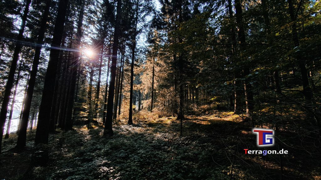 Terragon.de: Herbstliche Natur am Bocksberg im Harz