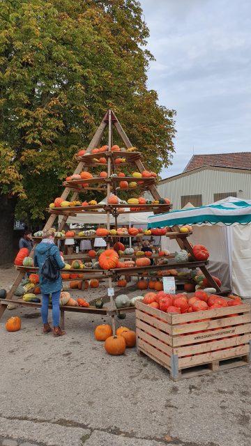 Terragon.de: Halloween mit frischem Kürbis vom Kürbismarkt!