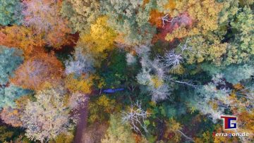 Terragon.de: Hannover's Stadtwald Eilenriede im Herbst von oben