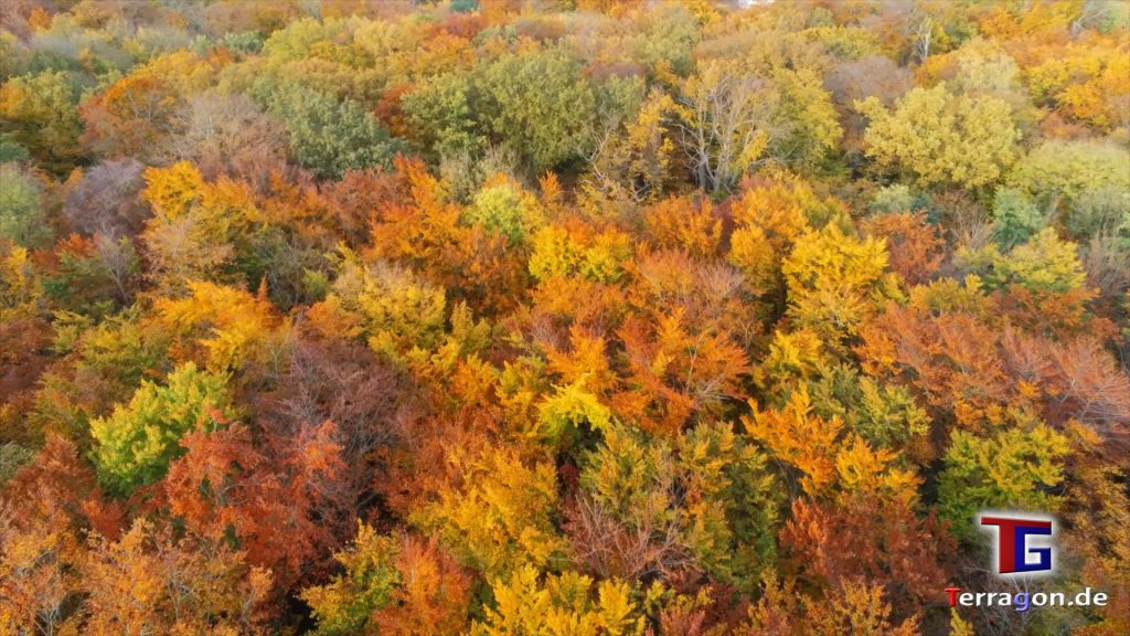 Terragon.de: Hannover's Stadtwald Eilenriede im Herbst von oben