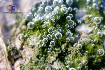 Harztour mit Sauerstoffblasen - Makrofotografie mit Terragon.de