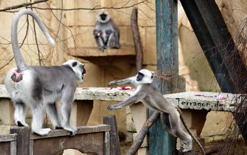 Zoo Hannover Impressionen - Terragon.de