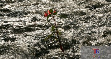 Sösetalsperre im Harz - Impressionen von Terragon.de
